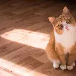 This could be how your cat actually sees you