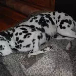 Dalmatian