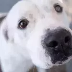 This deaf dog found a new loving home and the best forever companion: a teen with hearing loss