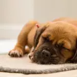 Decoding sleeping positions of dogs: Here's what it says about their mood 