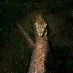 Default image