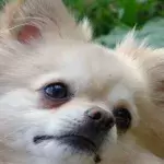 Default image