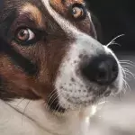 Default image