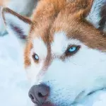 Default image