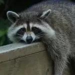 Default image