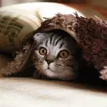 Did your cat suddenly bite you? Here's why 
