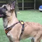 This disabled dog who was unable to even lay down was abandoned in a secluded area
