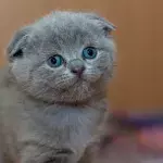 Do cats fart? And if they do, why can’t we hear it?