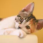 Do cats know their names? Here is how to find out 