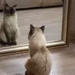 Do cats understand it’s them in the mirror?
