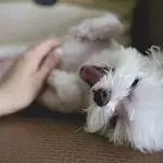 Do dogs really want belly rubs when they lie on their backs? Here's what a dog behaviourist says