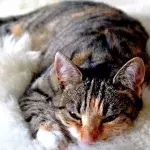 Do you find it creepy when your cat sleeps with its eyes open? Here is why they do it