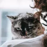 Does your cat chew your hair and eat it? Here's why
