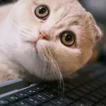 Does your cat like climbing on your keyboard? Here is why