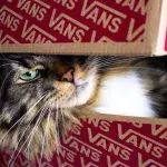 Does your cat love paper bags and boxes? Here is why 