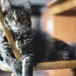 Does your cat pee outside the litter tray? Here is how to stop them