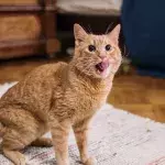 Does your cat run around the house at night? Here is why