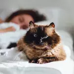 Does your cat like sleeping on your head and face? Here is why 