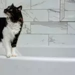 Does your cat like watching you shower? Find out why 
