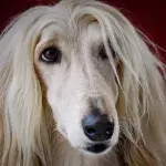 Dog amazes the audience after unexpectedly showing up at a women's beauty pageant (VIDEO)