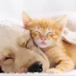 Dog and cat 