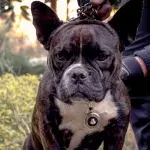 A dog and owner suffered horrific injuries after a spine-chilling attack by American bulldog