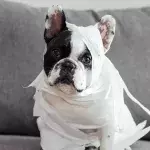 A dog with bleeding sores and ‘in agony’ from pain was dumped by a callous owner 