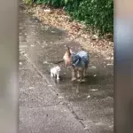 Dog Brings Tiny Kitten To Safety While It Rains