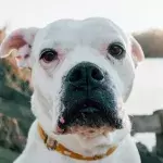 Dog covered in sores and scars was rescued from the streets; authorities are now searching for its cruel owner 