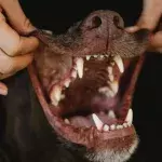 Dog dental care: how to make brushing teeth fun for your four-legged friend