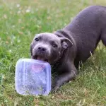 This dog gobbled McDonald's sauce pot on a walk and ended up on the operation table 