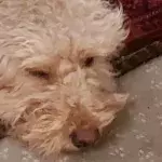 Dog that got lost in the freezing cold for almost a week finally reunited with family 