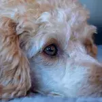 This dog has to eat meals in a baby chair, and it’s not for fun