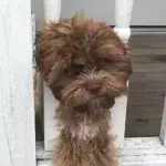 This dog has the face of an adult man
