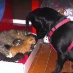 This dog has the most heartwarming reaction to a cat giving birth