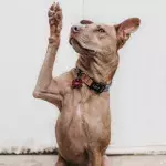Dog owners could face up to £2,000 for one simple mistake