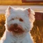 Dog owners fireworks