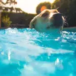 Dog Pool