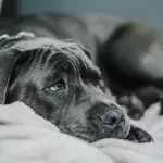 Dog set the house on fire on Christmas Eve after accidentally turning on a hairdryer