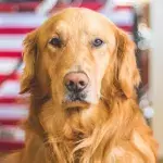 This dog suddenly bit his owner and it saved their entire family 