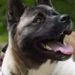 A dog was tied to a park bench overnight and dumped by its cowardly owner