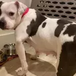 The dog who chewed off her own leg to survive has been adopted