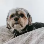A dog who nearly died after it was tied to a car and dragged along the road finds a forever home 