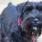 Dog who spent his entire life in a shelter gets rejected on his adoption day