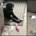 doggo