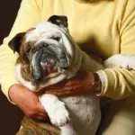 Dogs Are More Likely To Be Overweight If Their Owner Is Overweight
