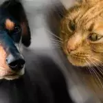 dogs vs cats