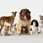 Dogs