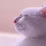 Don’t ignore these cat ear positions