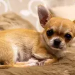 This dumped chihuahua is the latest victim of animal cruelty ravaging the country 